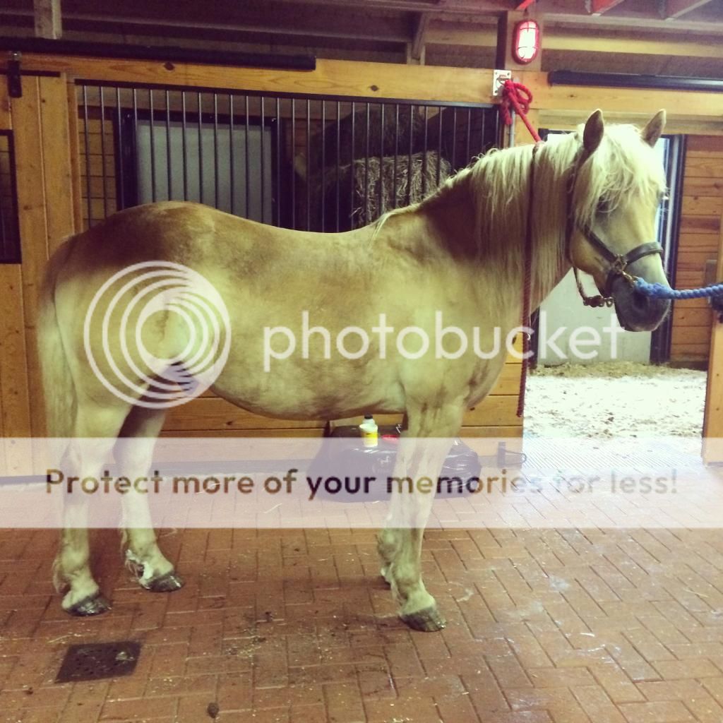 Remedies for a cresty neck? What to do? The Horse Forum