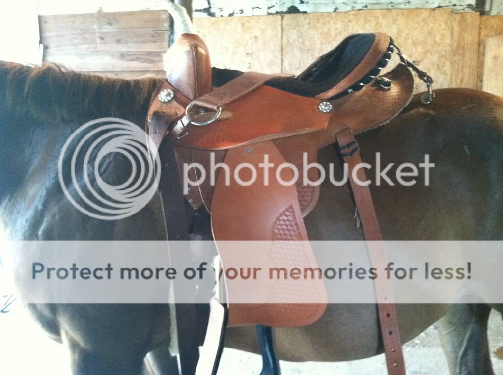 Questions about saddle, cinch placement problems! Page 4 The Horse