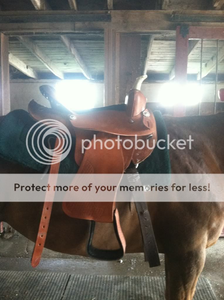 Questions about saddle, cinch placement problems! The Horse Forum