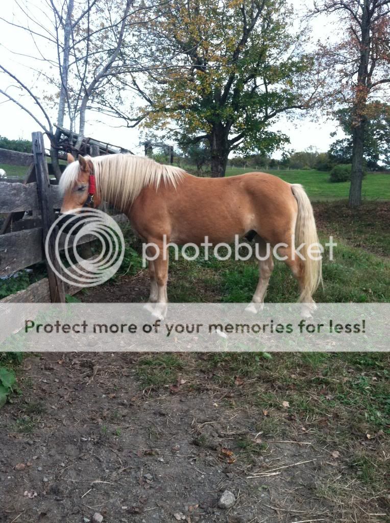 Remedies for a cresty neck? What to do? The Horse Forum