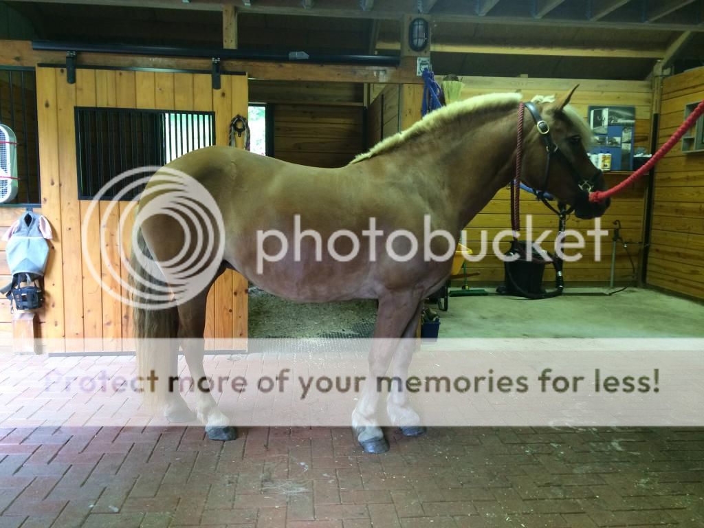 Remedies for a cresty neck? What to do? The Horse Forum