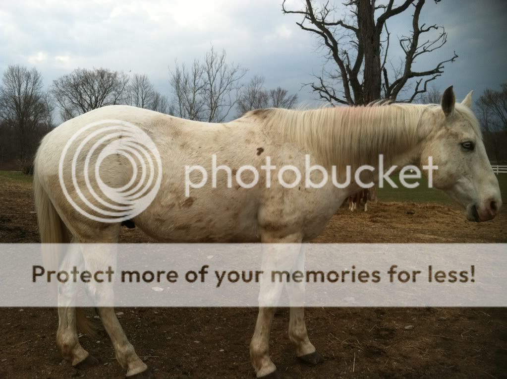 Dropped fetlock? The Horse Forum