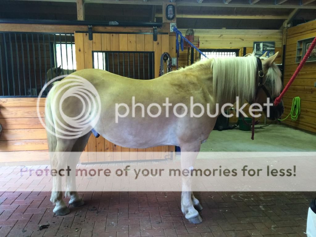 Remedies for a cresty neck? What to do? The Horse Forum