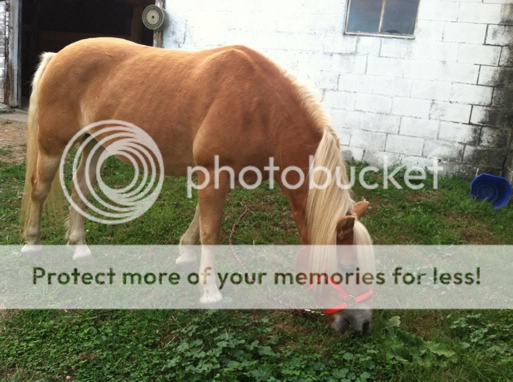 Remedies for a cresty neck? What to do? The Horse Forum