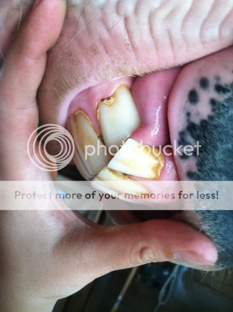 Anyone want to age this horse? The Horse Forum