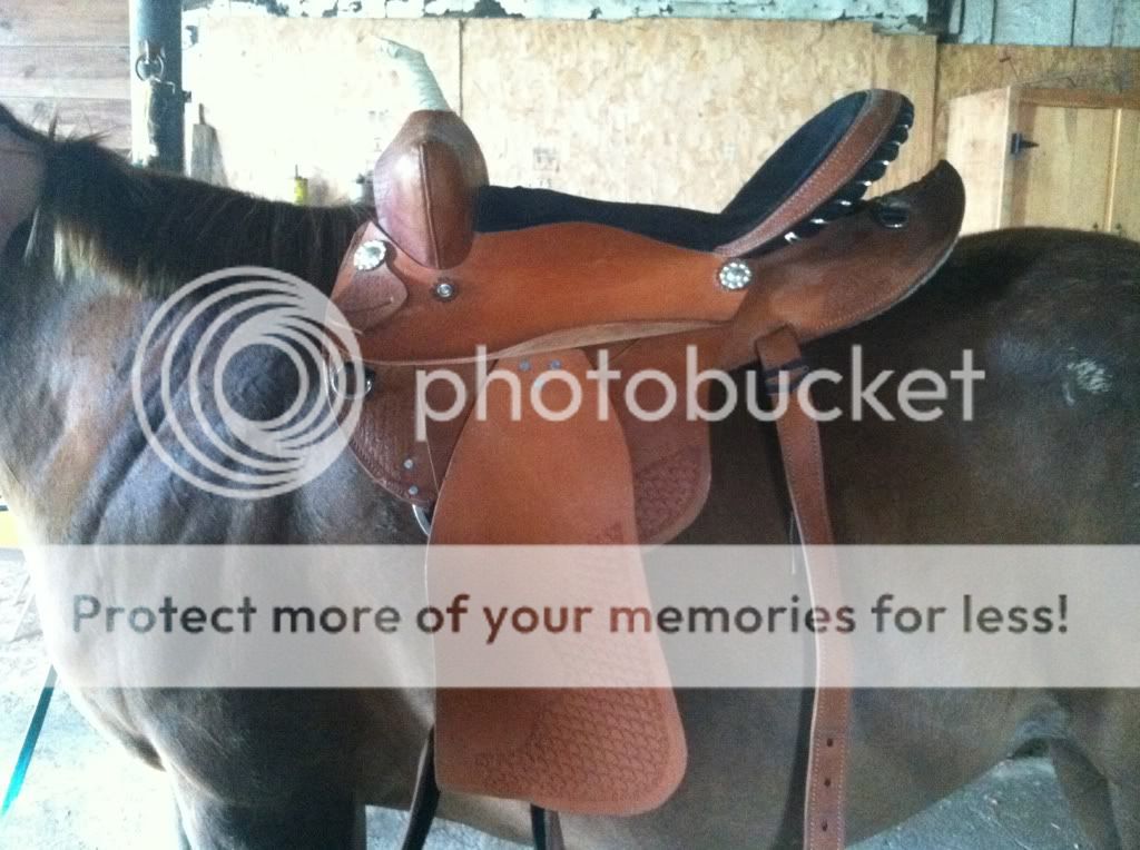 Questions about saddle, cinch placement problems! The Horse Forum