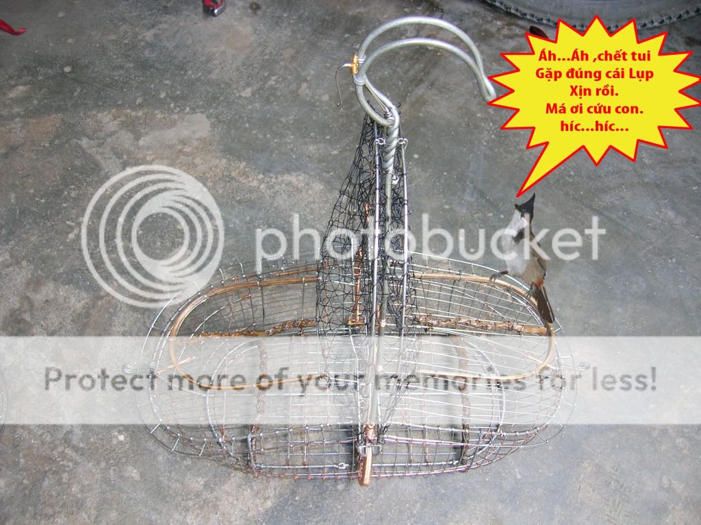 Chuyên bán các loại Lụp ( bẫy chim ). - 3
