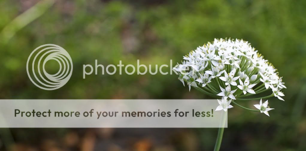 IMAGE: http://i485.photobucket.com/albums/rr216/bigd00d00/IMG_2785.jpg