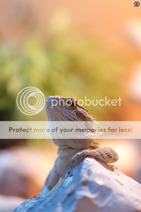 IMAGE: http://i485.photobucket.com/albums/rr218/Reno_LV/11111.jpg